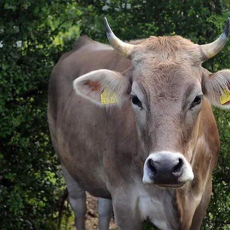 Bergblick فندق 3*